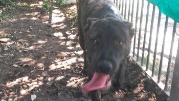 rescataron a un perro que era brutalmente golpeado por su dueno rescataron a un perro que era brutalmente golpeado por su dueno