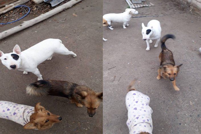 Emotivo reencuentro con su perrita perdida: un hombre la había comprado