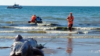 Ballenato muerto en la playa de Puerto Madryn. Ballenato muerto en la playa de Puerto Madryn.