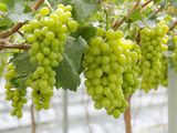 Exportaciones de variedades nuevas de uvas de mesa crecerán, alcanzando el 73% del total de los envíos