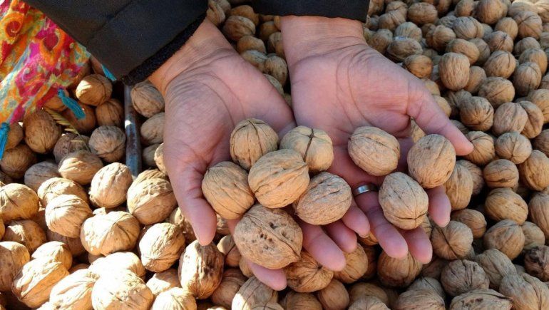 Hay tres productores neuquinos que concentran el 76% de la producción de nueces. El resto, los tienen 20 productores entre 1 a 20 hectáreas.