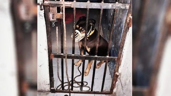 Acusarán al dueño del perro que terminó en la cárcel