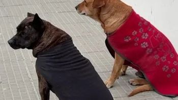 Pedrita y Pedrito, la pareja de perros callejeros de Comodoro Rivadavia. Pedrita y Pedrito, la pareja de perros callejeros de Comodoro Rivadavia.