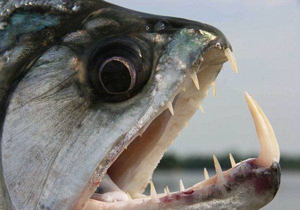 Tras el pánico, ahora crearon La cumbia de las palometas