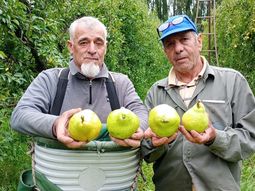 “Tirar la cosecha antes que regalarla”: el drama del productor que vende peras a $300 y las ve a $4.000 en la verdulería. “Tirar la cosecha antes que regalarla”: el drama del productor que vende peras a $300 y las ve a $4.000 en la verdulería.