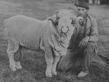 La llegada de los primeros merinos, los experimentos de selección y la creación de Los Galpones abrieron el camino al gran boom lanar del siglo XIX. La llegada de los primeros merinos, los experimentos de selección y la creación de Los Galpones abrieron el camino al gran boom lanar del siglo XIX.