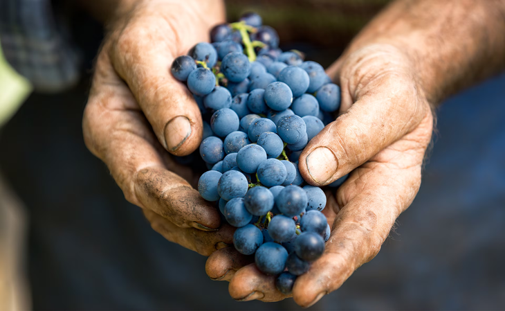 El vino ecológico es una opción sostenible que respeta el medioambiente. Foto: BBVA El vino ecológico es una opción sostenible que respeta el medioambiente. Foto: BBVA