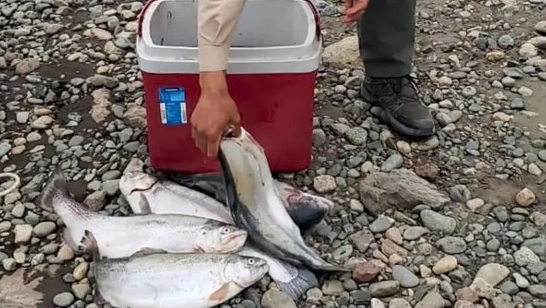 Pesca ilegal: decomisaron 105 truchas en distintos lugares de Neuquén