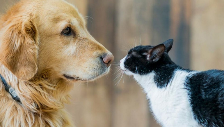 Día del Animal: ¿La gente prefiere tener ahora mascotas en lugar de hijos?