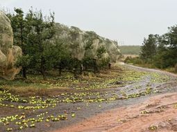 El valle de Langkloof, principal zona productora de peras y manzanas de Sudáfrica, registra pérdidas de entre el 50% y el 100% tras una tormenta con granizo y vientos extremos. (Foto: Fresh Plaza) El valle de Langkloof, principal zona productora de peras y manzanas de Sudáfrica, registra pérdidas de entre el 50% y el 100% tras una tormenta con granizo y vientos extremos. (Foto: Fresh Plaza)