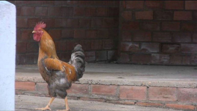 Multaron a un hombre con 40 mil pesos por el canto de su gallo