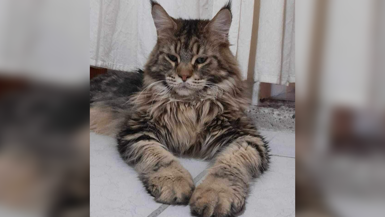 Aquiles tiene tres años y medio, mide 1,2 metros de nariz a cola y pesa 9 kilos. Es un animal que llama la atención. Muy caroñoso y querido en el barrio Sarmiento de Centenario.
