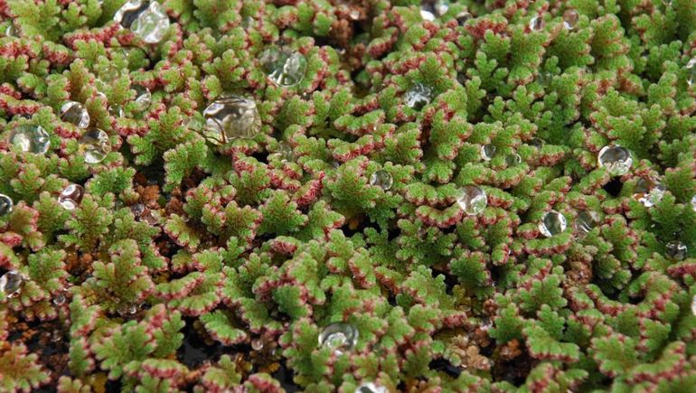 Azolla Carolina, la planta que salvará a la humanidad