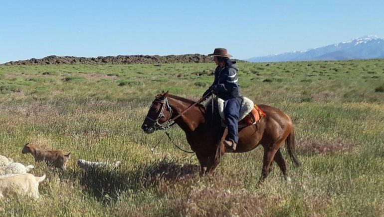 Susana, la criancera que recibió el año nuevo en un arreo del norte neuquino