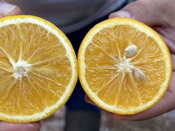 Las variedades Kawatta y Majorca superan a las variedades de naranjas precoces más cultivadas en el país.