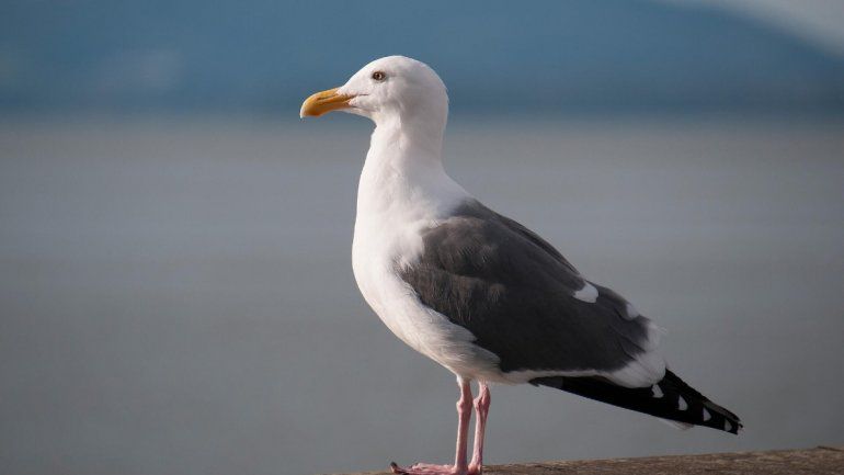 TikTok: hombre se vuelve viral tras agarrar una gaviota