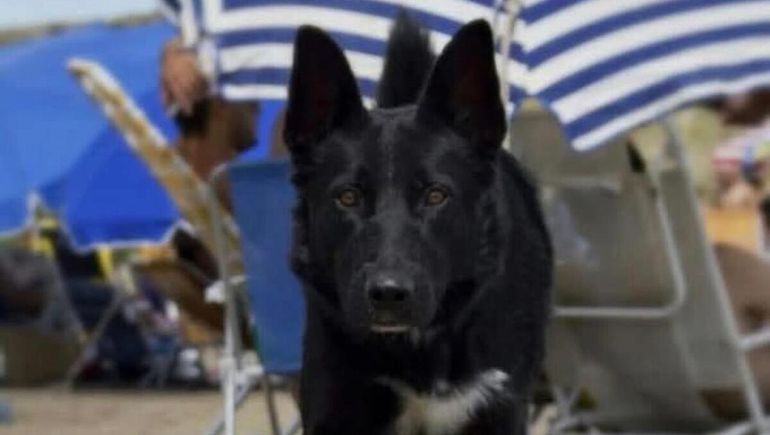 Chorizos envenenados en Chubut: imputaron a un hombre por la muerte de tres perros y va a juicio.