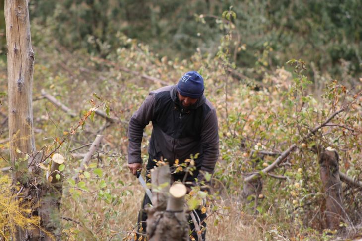 Terminada la cosecha, los trabajadores realizan otras labores en las chacras. Terminada la cosecha, los trabajadores realizan otras labores en las chacras.