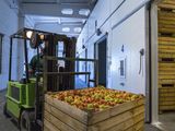 Crece la manzana almacenada en frío en Estados Unidos.