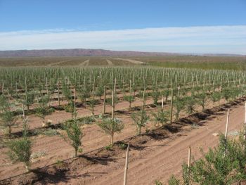 Equilibrio patagónico: Una muestra de que la industria hidrocarburífera y la agricultura pueden coexistir en armonía dentro de la región.