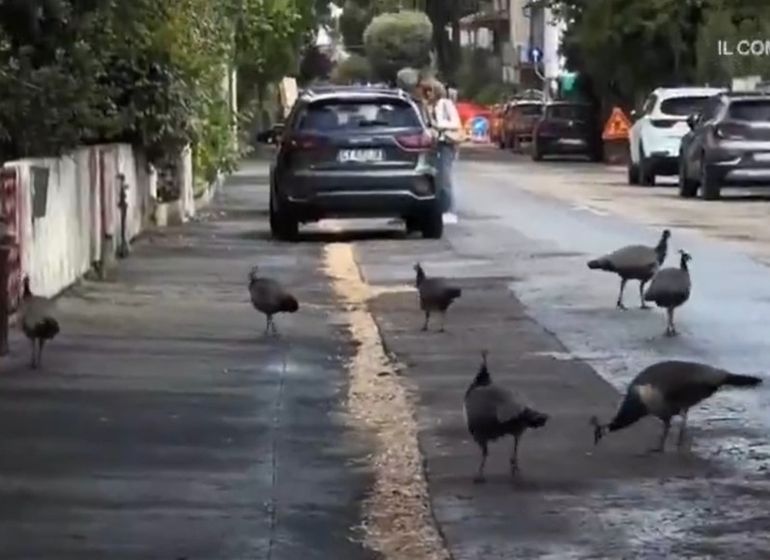 Algunos vecinos solicitan medidas para reducir la cantidad de pavos reales y otros manifiestan su rechazo a cualquier intervención. Algunos vecinos solicitan medidas para reducir la cantidad de pavos reales y otros manifiestan su rechazo a cualquier intervención.