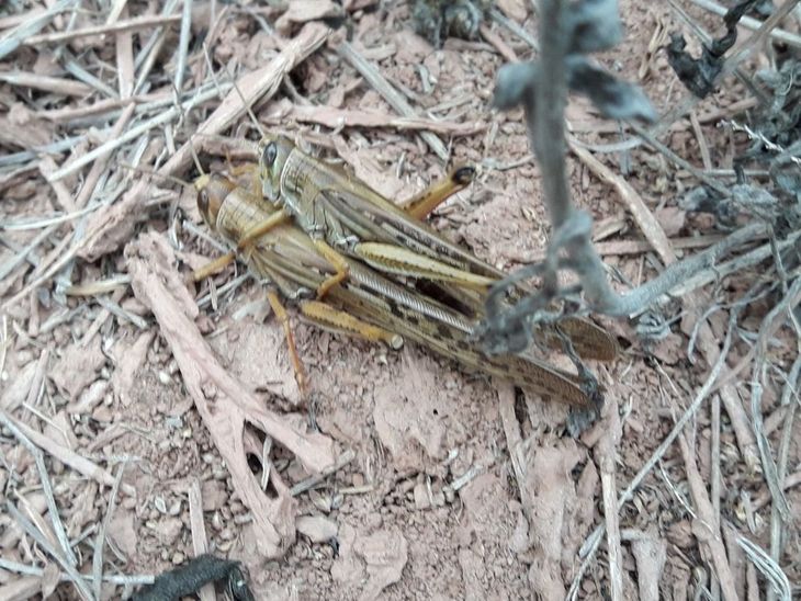 Recomiendan la detección de nidos. Foto: Senasa. Recomiendan la detección de nidos. Foto: Senasa.