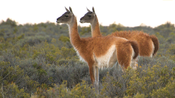 Santa Cruz avanza con un sello de origen para proteger la carne de guanaco. | LM Neuquen Santa Cruz avanza con un sello de origen para proteger la carne de guanaco.