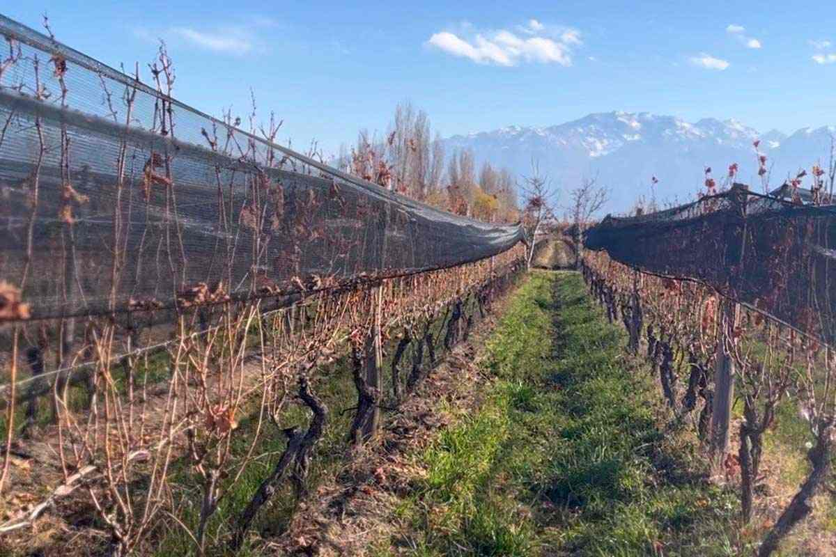 Según CRA, producir vid en el Valle de Uco ya implica trabajar a pérdida.