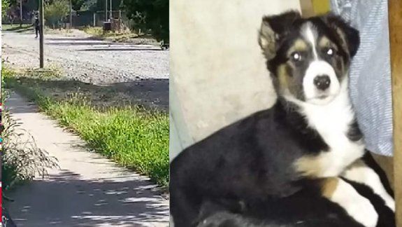 Brutal y con total impunidad: mató a una perrita en plena calle de Junín