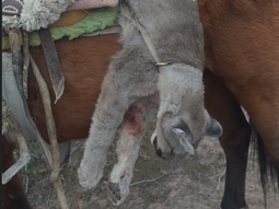 la lucha (¿mal vista?) del ganadero contra el puma la lucha (¿mal vista?) del ganadero contra el puma