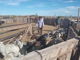 La sequía afecta al rodeo general de la provincia.