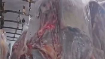 Comenzó a llegar la carne con hueso del norte de la berrera. ¿Cumple con los requisiitos de la resolución del SENASA? Comenzó a llegar la carne con hueso del norte de la berrera. ¿Cumple con los requisiitos de la resolución del SENASA?