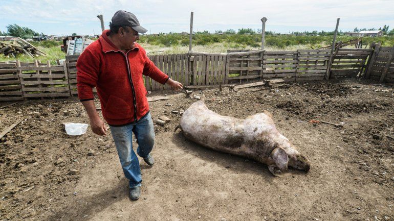Vázquez todavía tiene un chancho adulto que murió después de la inundación. Dice que perdió muchísimo y ahora necesita ayuda.