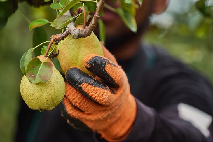 La pera una fruta que tiene todos los fundamentos para que sea apetecible por los consumidores menores de 30 años. La pera una fruta que tiene todos los fundamentos para que sea apetecible por los consumidores menores de 30 años.