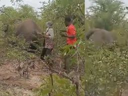 Klaudia Mwaala, junto a ocho personas, siguió al elefante macho después de que fuera baleado la noche anterior. Klaudia Mwaala, junto a ocho personas, siguió al elefante macho después de que fuera baleado la noche anterior.