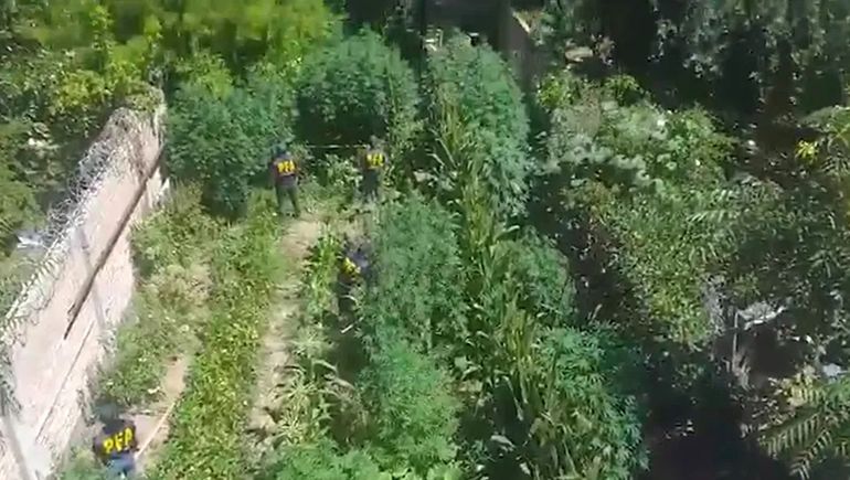 La Federal dio con un bosque de marihuana en Cipolletti