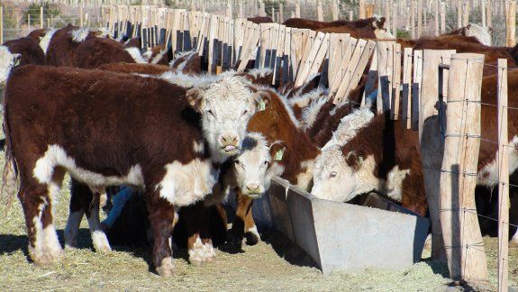 Neuquén pide que sus vacas salten la prohibición a las exportaciones