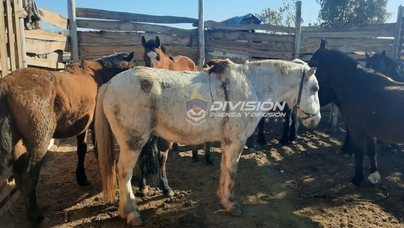 Acusaron a la banda que faenaba animales ilegalmente