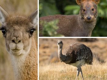 Guanaco, avestruz y pudú, tres ejemplos de fauna silvestre en el centro de la polémica.
