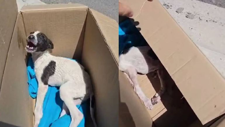 Estrellita fue abandonada en una caja y debió ser dormida. Estrellita fue abandonada en una caja y debió ser dormida.