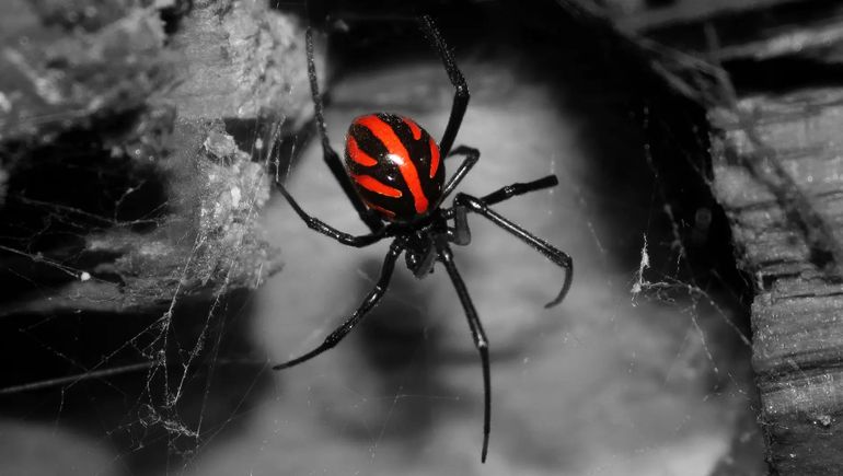 La araña era una viuda negra.