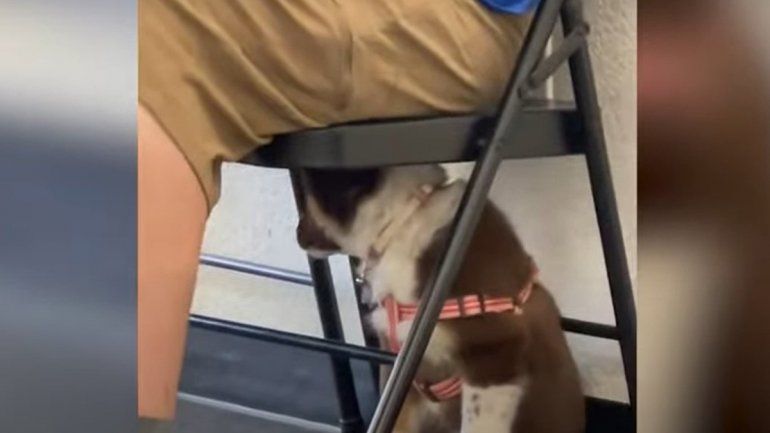 Este consentido no deja de sumar reproducciones en YouTube