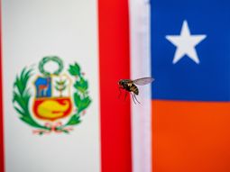 Los conflictos entre Perú y Chile volvieron a emerger, esta vez de la mano de los problemas fitosanitarios. Los conflictos entre Perú y Chile volvieron a emerger, esta vez de la mano de los problemas fitosanitarios.