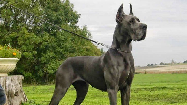 Los perros de esta raza intimidan por su tamaño