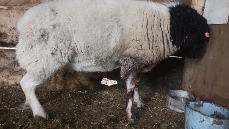 Además, en su ataque, los perros hirieron a otros animales. Además, en su ataque, los perros hirieron a otros animales.