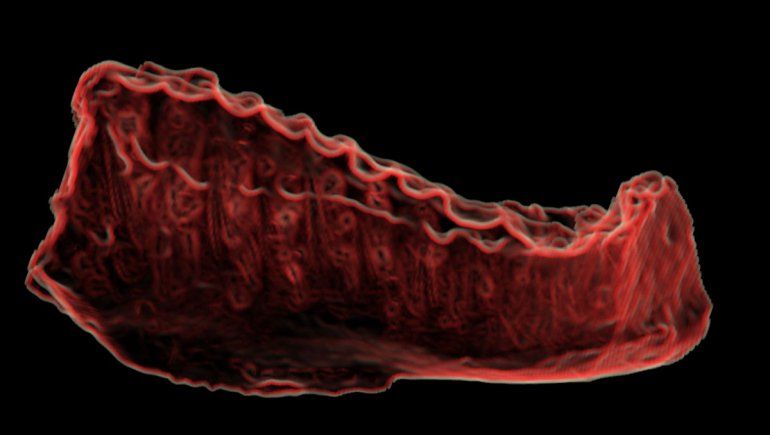 Suelo neuquino: ¿cómo es la reconstrucción de restos fósiles?