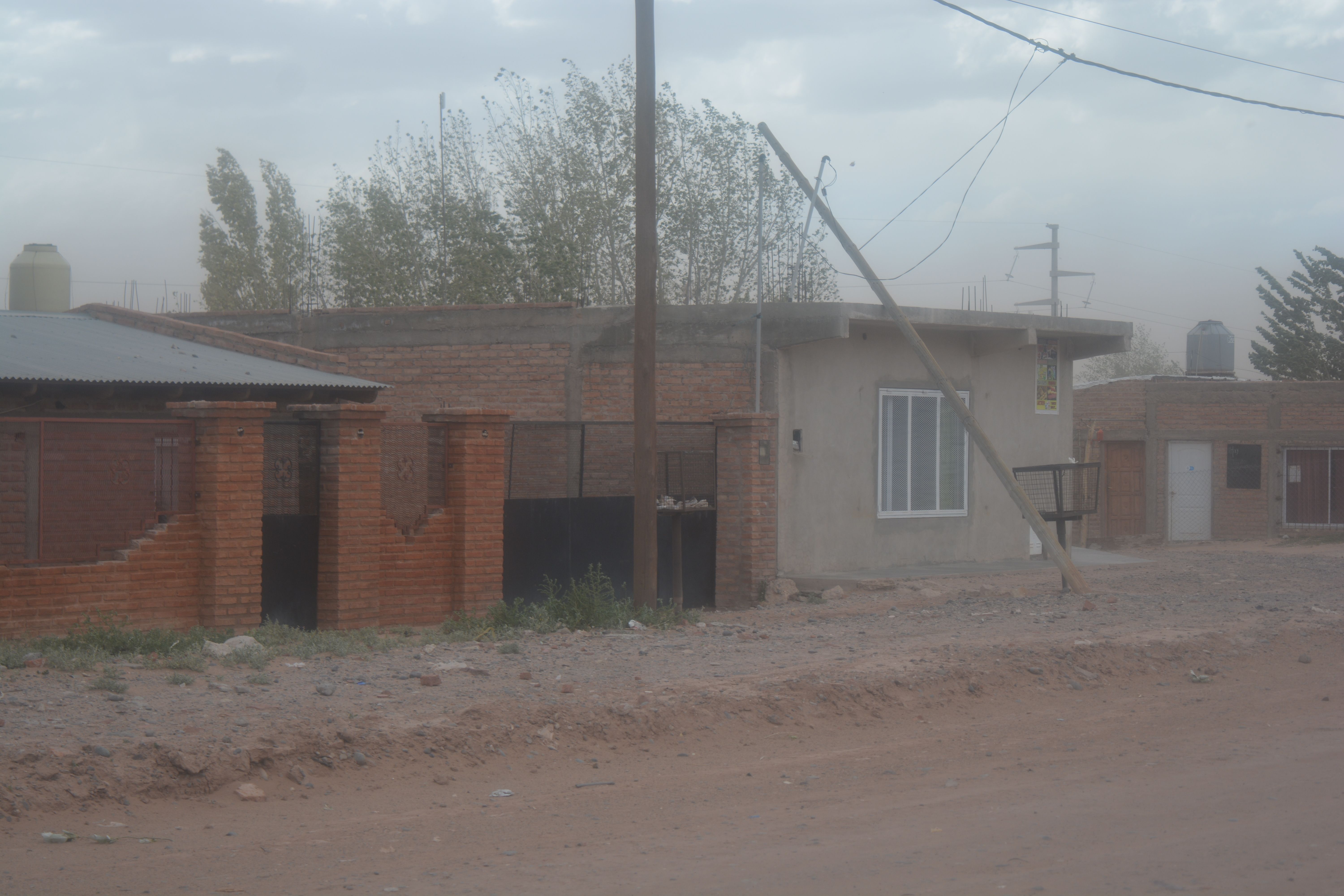 El fuerte viento provocó caída de árboles