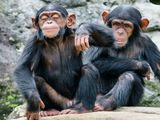 Sorprendente: los chimpancés hablan igual que nosotros