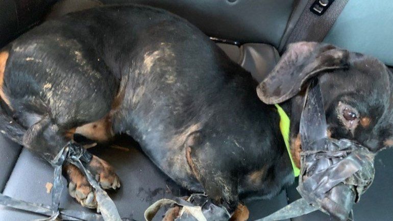 Fue arrestado por atar y tirar a una zanja a un perrito