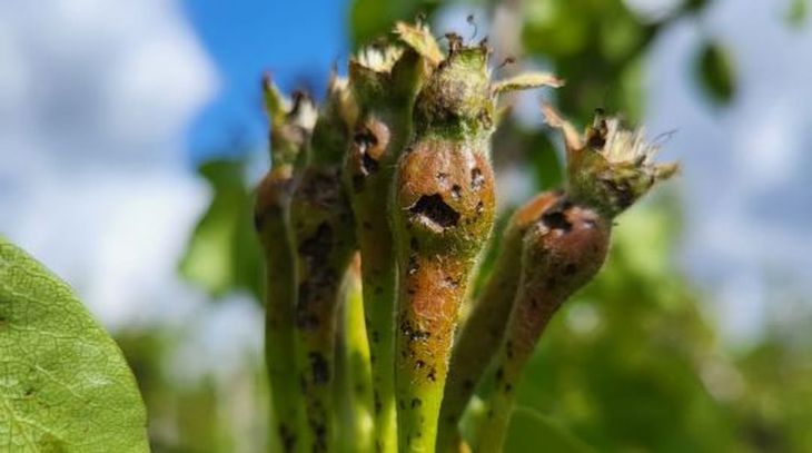 Mucha de la pera tendrá destino final la industria, por los golpes recibidos en la tormenta de granizo. Mucha de la pera tendrá destino final la industria, por los golpes recibidos en la tormenta de granizo.